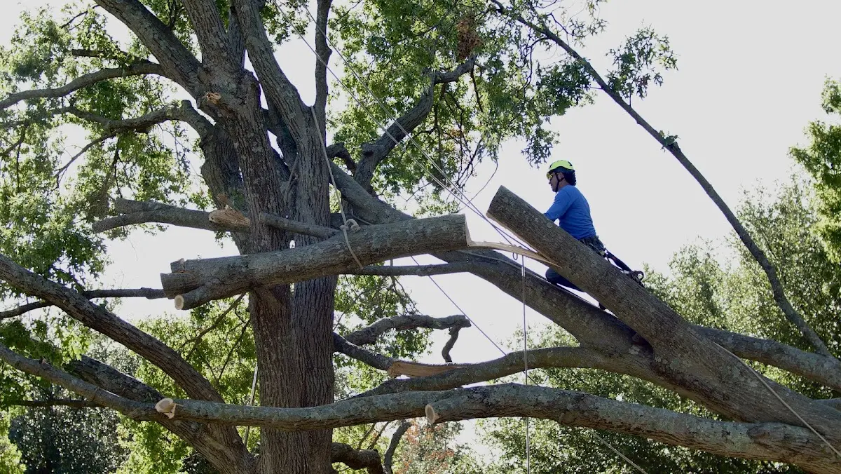 Professional Crown Thinning performed by certified arborists in Pompton Plains